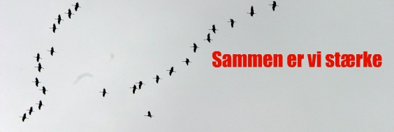 Fugle flyver i formation